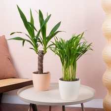 Indoor oasis house for sale  UK
