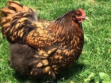 Gold laced orpington for sale  PLYMOUTH