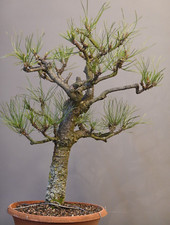 02407 pinus nigra gebraucht kaufen  Immenstaad am Bodensee