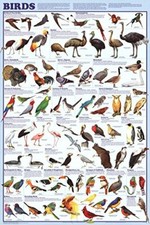 Birds educational science for sale  Weimar