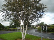 100 silver birch for sale  STRABANE