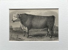 Hereford bull cow for sale  NORWICH