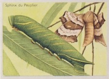Laothoe populi sphi d'occasion  Expédié en Belgium