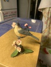 birds north america for sale birds north america for sale Bangor