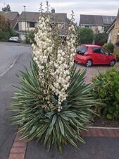 Adams needle evergreen for sale  LOUGHBOROUGH