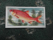 Brooke bond freshwater for sale  BRAUNTON