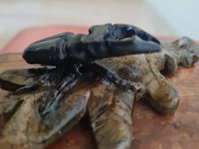 Skulptur hirschkäfer eichblat gebraucht kaufen Skulptur hirschkäfer eichblat gebraucht kaufen  Langen