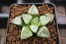 Succulent haworthia natiguro for sale  Albrightsville