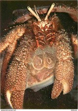 Animaux antilles bernard d'occasion  Fruges