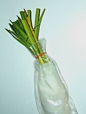 Multiplying leek plants for sale  ABERDEEN