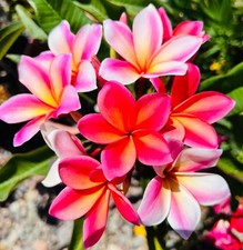 Plumeria mardi gras for sale  Riverside