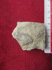 Fossilien versteinerte muschel gebraucht kaufen  Biebertal