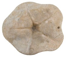 Miozän clypeaster crassicosta gebraucht kaufen  Erlangen