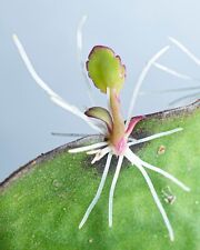 Kalanchoe pinnata miracle for sale  MILTON KEYNES