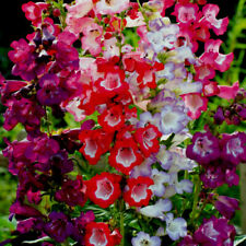 border plants for sale border plants for sale BANBRIDGE