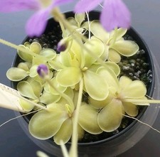 Pinguicula niklas flowering. for sale  CARDIFF