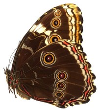 Morpho helenor violaceus gebraucht kaufen  München