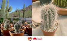 Saguaro giant cactus for sale  BROCKENHURST
