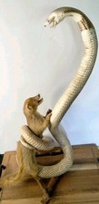 King cobra mongoose for sale  Fairhope