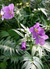 Polemonium caeruleum norwood for sale  WALLINGFORD