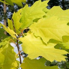 Gelblaubige roteiche aurea gebraucht kaufen  Essen