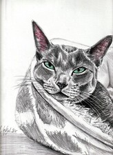 Nid douillet... 猫 d'occasion  Villeneuve-sur-Lot