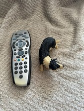 border collie for sale border collie for sale EAST GRINSTEAD