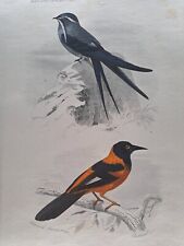 Gravure oiseaux xixéme d'occasion  Romainville