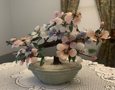 Small bonsai chinese for sale  Connersville