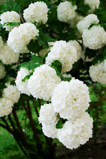 Viburnum opulus compact for sale  PAIGNTON