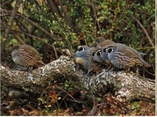Live californiun quail for sale  BARKING