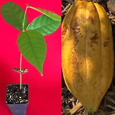 Trinitario theobroma cacao for sale  Denver