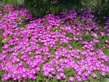 Ice plant delosperma for sale  Decatur