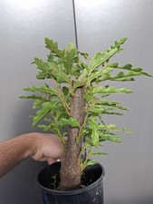 Chunky yamadori oak for sale  LIVERPOOL