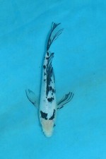 8.5 butterfly bekko for sale  Estill