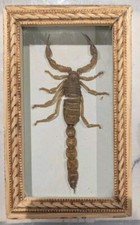 Real tunisia scorpion for sale  MARGATE