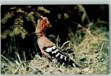 10266815 wiedehopf vogel gebraucht kaufen  Deutschland