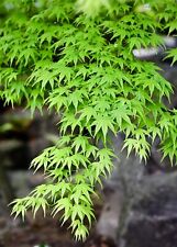 Green japanese maple for sale  Albany