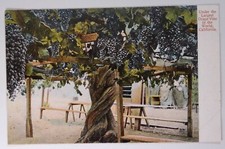 California postcard early for sale  Griffin