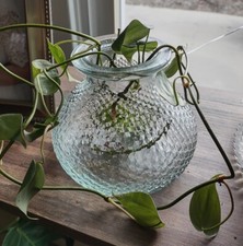 Flower vase propagation for sale  Brigham City