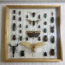 Vintage real insect for sale Vintage real insect for sale  Sacramento