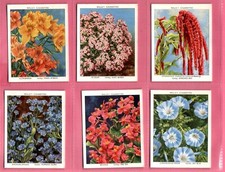 Wills garden flowers for sale  WITHAM