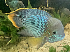 Green terror cichlid for sale  Rhodes
