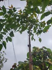 Rainbow eucalyptus tree. for sale  West Covina