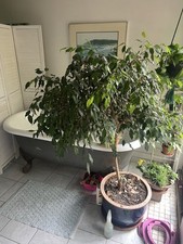 Ficus benjamina japanese for sale  New Preston Marble Dale