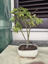 Bonsai acero palmato usato Bonsai acero palmato usato  Trescore Balneario
