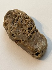 Crinoid screw fossil for sale  GREAT YARMOUTH