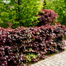 Copper purple beech for sale  NEWTOWNARDS