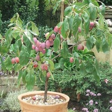 Victoria plum fruit for sale  UK
