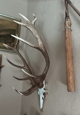 Rothirsch abwurfstangen geweih gebraucht kaufen  Treben